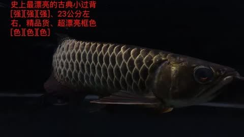 什么龍魚長得最小最好看的：哪種龍魚是最小但最好看的？ 龍魚百科 第1張