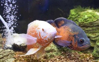 一條龍魚幾條虎魚