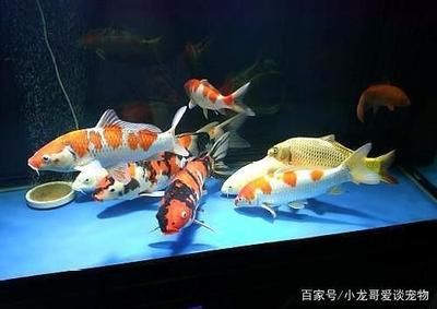 觀賞魚進出口批發(fā)：廣州觀賞魚進出口貿(mào)易公司 龍魚百科 第1張