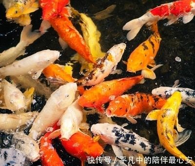 觀賞魚進出口批發(fā)：廣州觀賞魚進出口貿(mào)易公司 龍魚百科 第2張