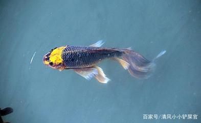 觀賞魚進出口批發(fā)：廣州觀賞魚進出口貿(mào)易公司 龍魚百科 第3張