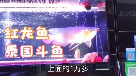 紅龍魚有名的漁場是哪里的魚：印尼紅龍魚養(yǎng)殖場有哪些特點？ 龍魚百科 第1張