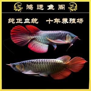 60的魚(yú)缸用什么過(guò)濾器才能把魚(yú)糞吸出：60公分的魚(yú)缸過(guò)濾器選擇合適的魚(yú)缸過(guò)濾器工作原理