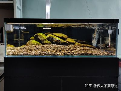 40長(zhǎng)魚(yú)缸養(yǎng)多少魚(yú)合適：40厘米的魚(yú)缸適合養(yǎng)什么樣的魚(yú)