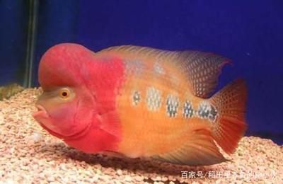 龍魚糞便白色：龍魚糞便呈現(xiàn)白色可能導(dǎo)致龍魚糞便呈現(xiàn)白色與呈白色的差別