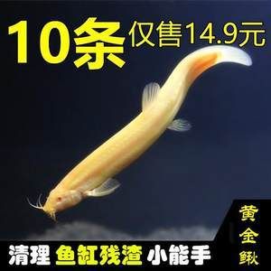 小金龍魚苗多少錢一條?。盒〗瘕堲~苗價格 龍魚百科 第2張