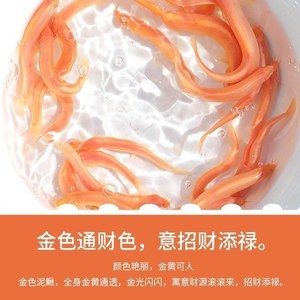 小金龍魚苗多少錢一條?。盒〗瘕堲~苗價格 龍魚百科 第3張