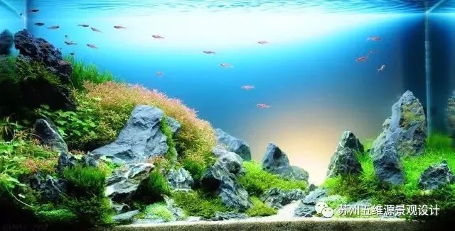 48魚缸造景：48厘米魚缸造景設計48厘米魚缸造景設計48魚缸造景技巧