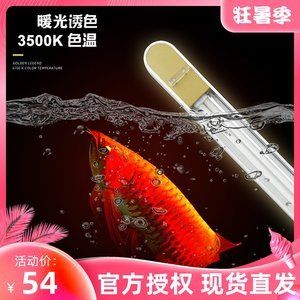 龍魚用2700k的燈有什么好處：2700k的燈對(duì)龍魚的發(fā)色有很大的促進(jìn)作用 龍魚百科 第2張