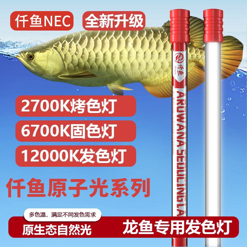 龍魚用2700k的燈有什么好處：2700k的燈對(duì)龍魚的發(fā)色有很大的促進(jìn)作用 龍魚百科 第1張