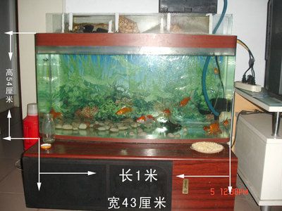 1米高的魚缸怎么造景圖片：魚缸造景的基本步驟