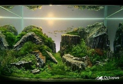 20厘米小魚(yú)缸造景圖片