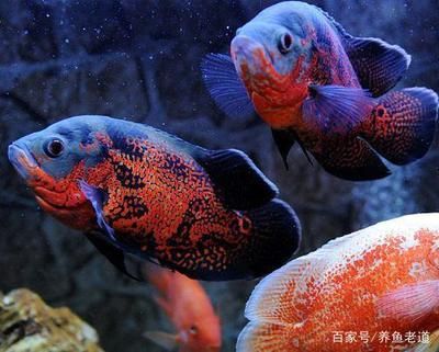 適合龍魚混養(yǎng)的魚有哪些品種：適合與龍魚混養(yǎng)的魚品種