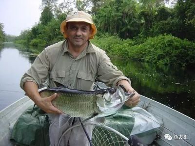 泰龐海鰱和龍魚混養(yǎng)好嗎：泰龐海鰱和龍魚混養(yǎng)的技巧和注意事項泰龐海鰱混養(yǎng)的注意事項