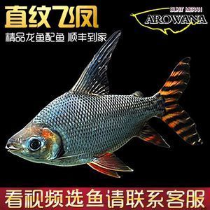 紅龍福龍魚批發(fā)：關(guān)于紅龍福龍魚批發(fā)及貨源基地的一些信息