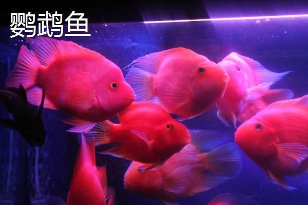 龍魚在哪里抓最好：亞洲龍魚是市場上最常見的品種，它們的主產(chǎn)地在印度尼西亞和馬來西亞 龍魚百科 第4張