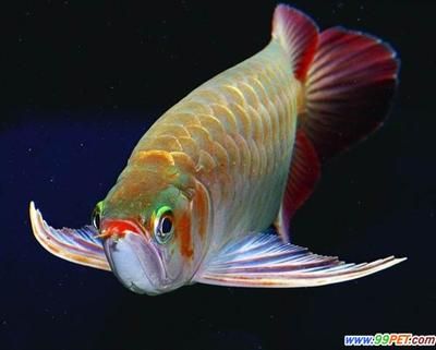 30魚(yú)缸可以養(yǎng)三湖慈鯛么：30厘米的魚(yú)缸可以養(yǎng)三湖慈鯛嗎？