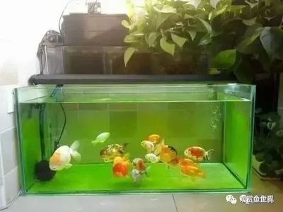 金龍魚缸用什么燈比較好：養(yǎng)金龍魚用什么燈比較好 龍魚百科 第4張