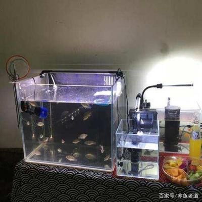 80厘米魚缸適合什么魚：80厘米的魚缸適合作為中小型熱帶魚的飼養(yǎng)容器