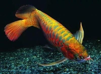 綠皮辣椒紅龍魚(yú)什么時(shí)候發(fā)色 龍魚(yú)百科 第3張