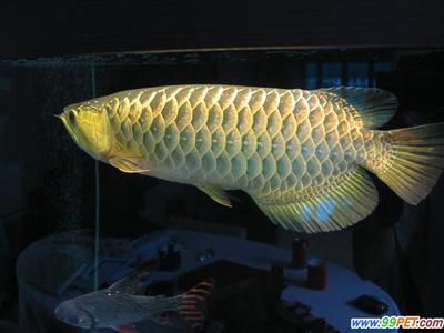 龍魚(yú)總在缸底游怎么回事：龍魚(yú)總在缸底游怎么辦？ 龍魚(yú)百科 第2張