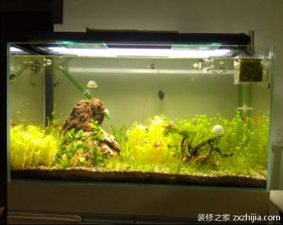 60魚缸的標準尺寸：60魚缸的標準尺寸應該是長度60厘米之間的魚缸