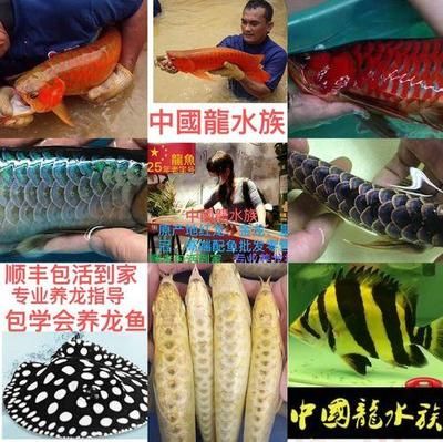 中國(guó)最大的龍魚批發(fā)市場(chǎng)是哪里：中國(guó)最大的龍魚批發(fā)市場(chǎng)