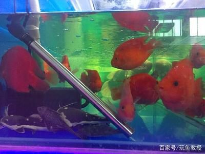 養(yǎng)金龍魚開燈一天幾個小時：養(yǎng)金龍魚開燈一天最佳時間為8-12小時