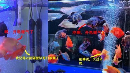 養(yǎng)金龍魚開燈一天幾個小時：養(yǎng)金龍魚開燈一天最佳時間為8-12小時 龍魚百科 第4張