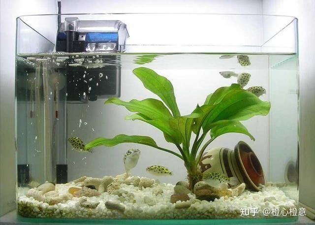 50魚缸能養(yǎng)多少魚：50的魚缸適合養(yǎng)哪些魚？ 魚缸百科 第1張