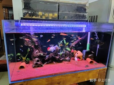 80長的魚缸用多厚的玻璃：80厘米的魚缸用多厚的玻璃？ 魚缸百科 第4張