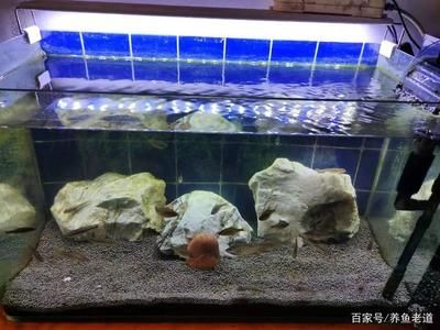 60的小魚缸養(yǎng)什么魚好養(yǎng)活：60厘米的小魚缸適合養(yǎng)一些中型魚或小型魚