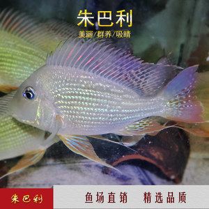 朱巴利魚苗批發(fā)：關(guān)于朱巴利魚苗批發(fā)和貨源基地的一些信息 龍魚百科 第2張