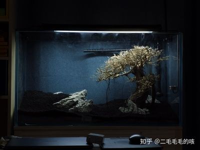 380的魚缸養(yǎng)多大的魚合適：380的魚缸適合養(yǎng)什么樣的魚 魚缸百科 第3張