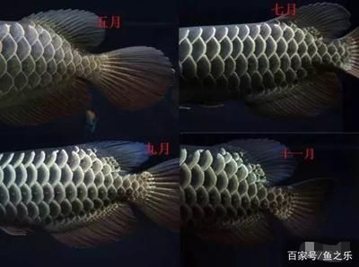 野生龍魚吃什么食物為主 龍魚百科 第3張