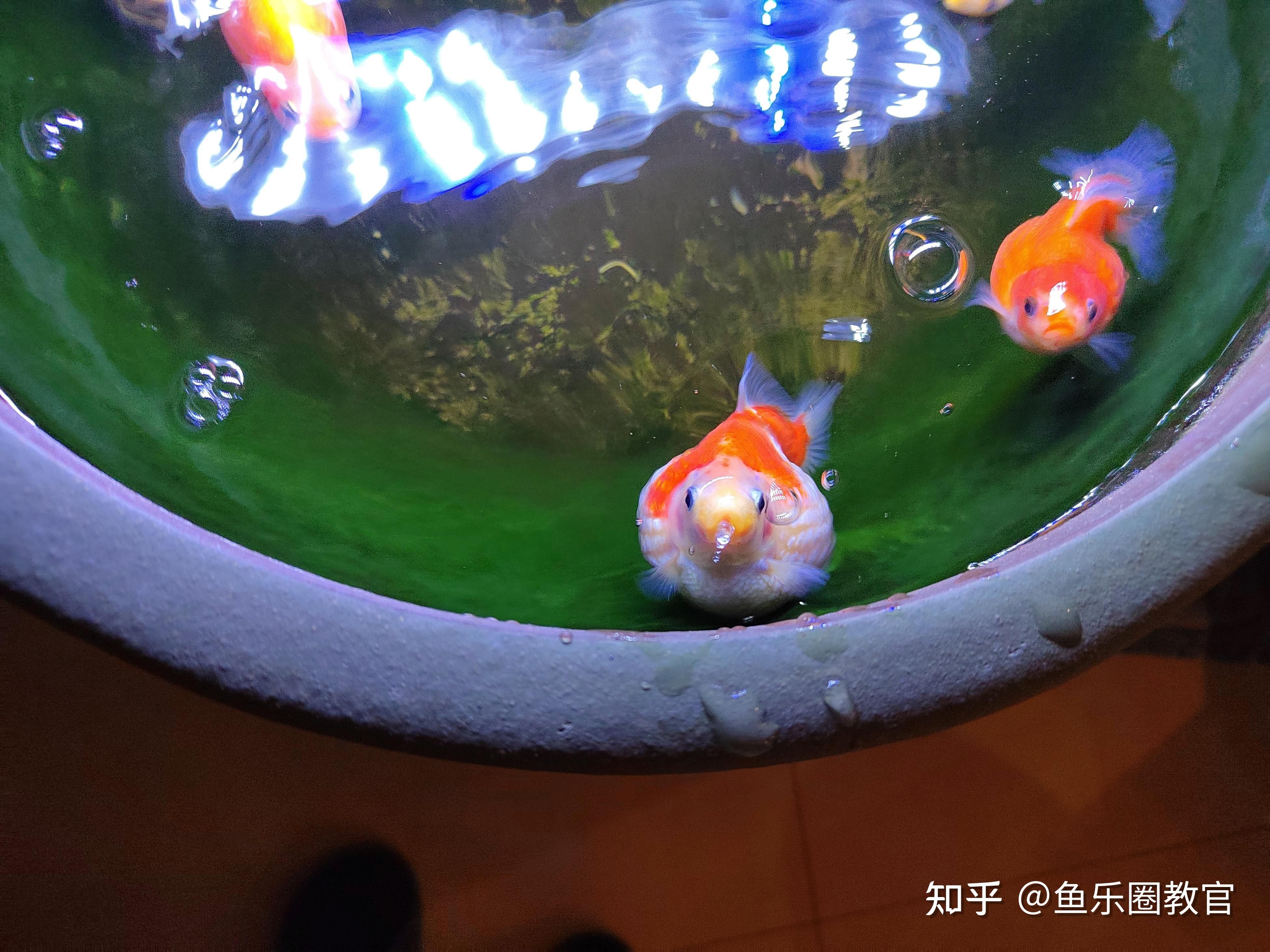 70厘米深魚缸可以養(yǎng)珍珠金魚：70厘米深的魚缸可以養(yǎng)珍珠金魚嗎？ 魚缸百科 第4張