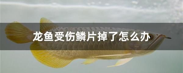 龍魚幾月份開始加溫度：龍魚的飼養(yǎng)水溫需要維持在一個(gè)特定的范圍內(nèi)，以確保它們的健康和生長