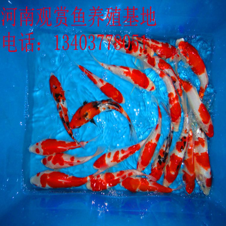 90cm魚缸適合養(yǎng)什么魚：90cm的魚缸適合養(yǎng)什么樣的魚 魚缸百科 第1張