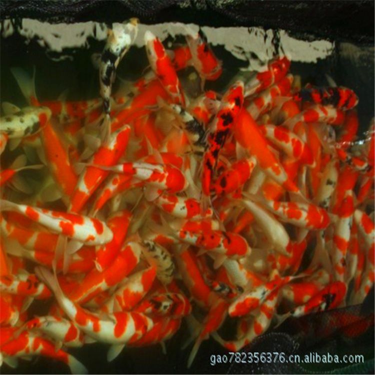 90cm魚缸適合養(yǎng)什么魚：90cm的魚缸適合養(yǎng)什么樣的魚 魚缸百科 第3張