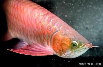 品質(zhì)紅龍魚(yú)：紅龍魚(yú)的特征和飼養(yǎng)