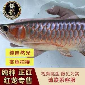 紅龍魚活體魚怎么喂食視頻：紅龍魚喂食視頻紅龍魚的飼養(yǎng)方法www.com3.com3.cn 龍魚百科 第3張