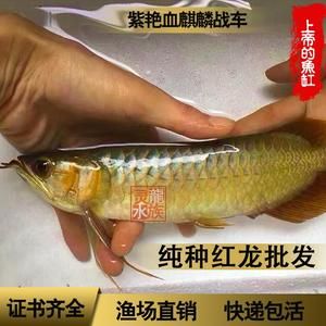 紅龍魚活體魚怎么喂食視頻：紅龍魚喂食視頻紅龍魚的飼養(yǎng)方法www.com3.com3.cn 龍魚百科 第1張