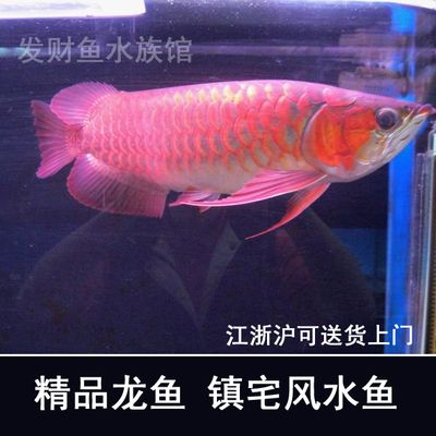 紅龍魚活體魚怎么喂食視頻：紅龍魚喂食視頻紅龍魚的飼養(yǎng)方法www.com3.com3.cn 龍魚百科 第2張