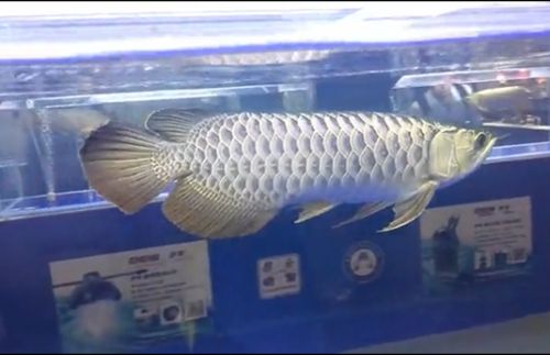 廣州龍魚展：2023年廣州龍魚展門票廣州龍魚展門票廣州龍魚展門票