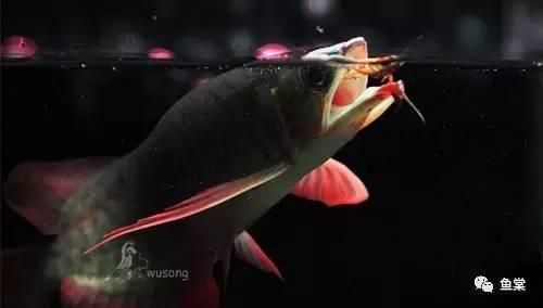 養(yǎng)死了紅龍魚能吃嗎：紅龍魚可以吃嗎金龍魚可以吃嗎金龍魚可以吃嗎 龍魚百科