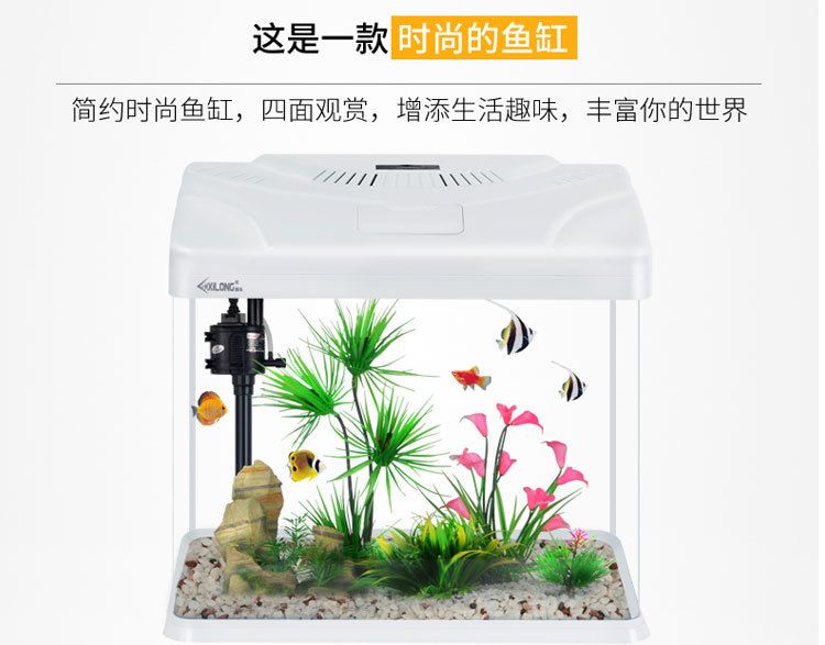 380的魚缸能放多少升水：380mm 魚缸百科 第1張