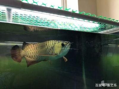 35寬魚缸養(yǎng)金龍 魚缸百科 第1張