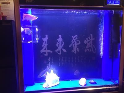 35寬魚缸養(yǎng)金龍 魚缸百科 第3張