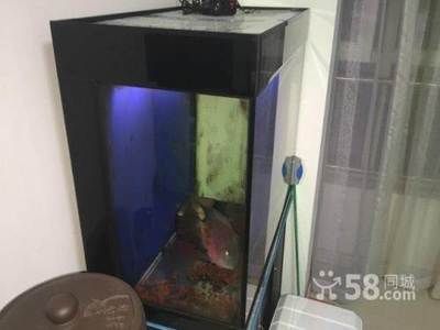 80寬魚缸：80寬魚缸的容量和適宜養(yǎng)什么魚 魚缸百科 第1張