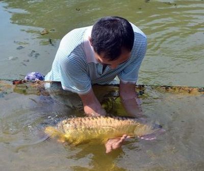 什么龍魚長的最大：世界上最大的淡水魚之一巨骨舌魚體長可達(dá)6米，體長可達(dá)6米